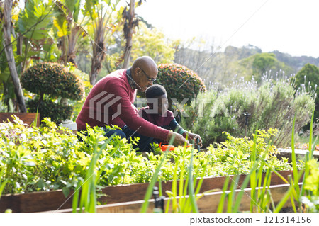 Happy african american grandfather and grandson looking at plants in sunny garden 121314156