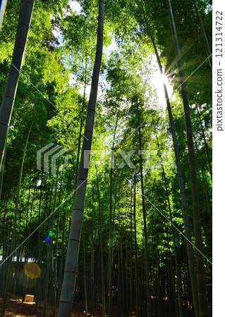 我抬頭看著竹林 我抬頭看著竹林 121314722