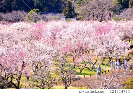 person walking in plum garden 121314723