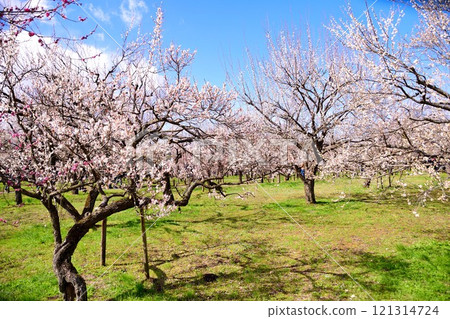 Plum grove at Kairakuen in early spring Plum grove at Kairakuen in early spring 121314724