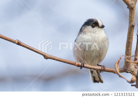 冬季Enaga 冬季Enaga 121315321