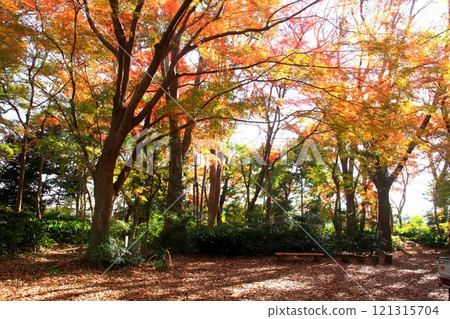 紅葉楓林 紅葉楓林 121315704
