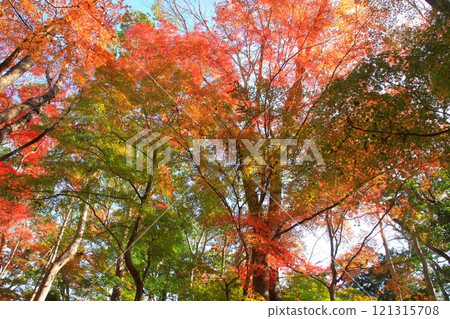 紅葉楓林 121315708