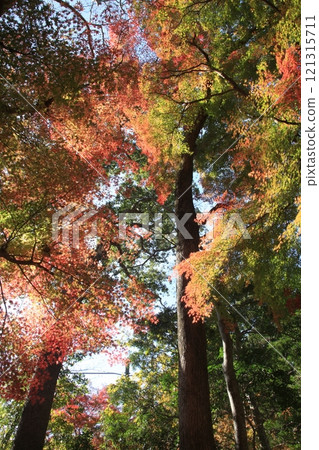 A maple forest with red leaves 121315711