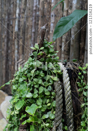 Vibrant green plant climbing a rope, creating a natural decor element in a rustic wooden setting. Vibrant green plant climbing a rope, creating a natural decor element in a rustic wooden setting. 121316219
