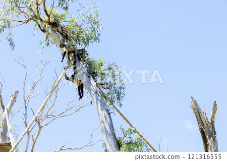 A long-tailed monkey relaxing on a tree 121316555