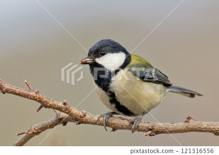Great tit eating on a branch 121316556