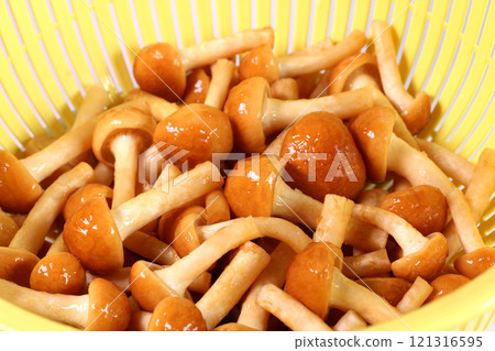 漏勺中的自產滑菇 121316595