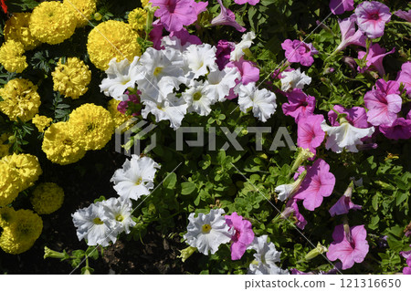 Flower bed with yellow, white and purple flowers, typical colors of Buddhist culture Flower bed with yellow, white and purple flowers, typical colors of Buddhist culture 121316650