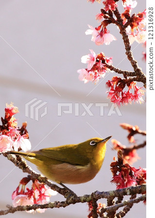 Japanese white-eyes playing with plum blossoms Japanese white-eyes playing with plum blossoms 121316928