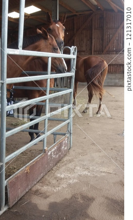 Cows are present in the barn along with a sturdy metal gate for better access control Cows are present in the barn along with a sturdy metal gate for better access control 121317010