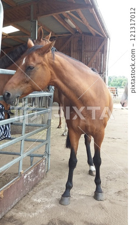 A Beautiful Brown Horse Standing Gracefully Near a Rustic Stable Surrounded by Nature A Beautiful Brown Horse Standing Gracefully Near a Rustic Stable Surrounded by Nature 121317012