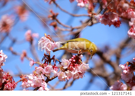 繡眼鳥玩梅花 繡眼鳥玩梅花 121317141