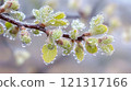 Close-up of a branch with dew-covered spring buds. 121317166
