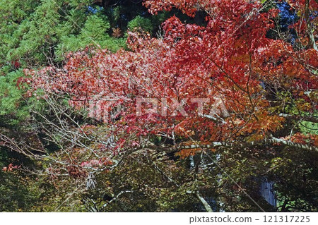 Autumn leaves temple 121317225