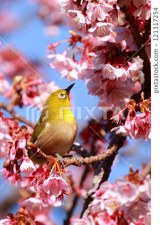 Japanese white-eyes playing with plum blossoms 121317254