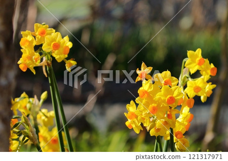Daffodils blooming in the park in early spring 121317971