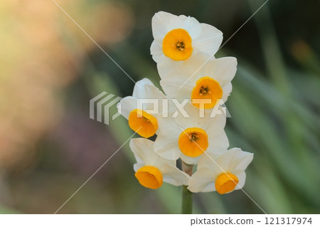 早春公園裡盛開的水仙花 早春公園裡盛開的水仙花 121317974