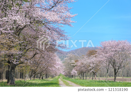 Shizunai Nijukken Street Sakura_7203 Shizunai Nijukken Street Sakura_7203 121318190