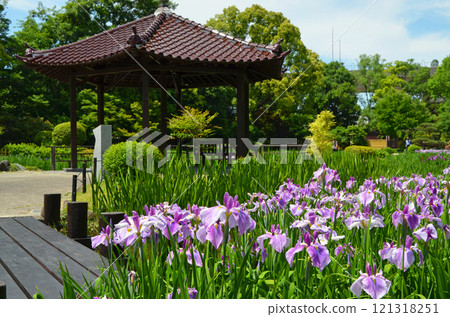大阪城北鳶尾花園的鳶尾花 121318251