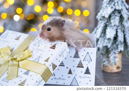 Funny shaggy fluffy hamster sitting in a gift box on the Christmas tree on a Christmas background with fairy lights and bokeh 121318370