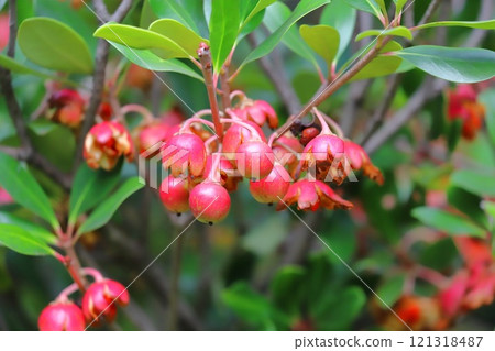 木國的紅色果實和種子 121318487