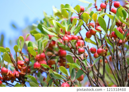木國的紅色果實和種子 121318488