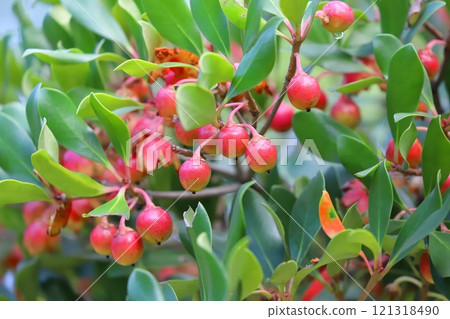 Red fruits and seeds of the Mokkoku tree 121318490