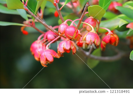 Red fruits and seeds of the Mokkoku tree Red fruits and seeds of the Mokkoku tree 121318491