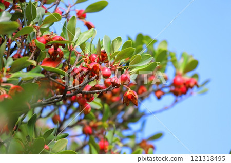 木國的紅色果實和種子 木國的紅色果實和種子 121318495