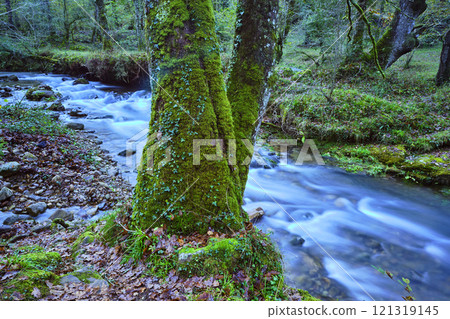 Bayones River Flowing in a Beech Forest in Ucieda, Cantabria, Spain. 121319145