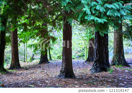 Cypress trees in Ucieda forest, Cabuerniga Valley, Cantabria, Spain 121319147
