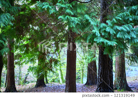 Cypress trees in Ucieda forest, Cabuerniga Valley, Cantabria, Spain Cypress trees in Ucieda forest, Cabuerniga Valley, Cantabria, Spain 121319149
