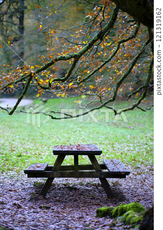 Picnic Table Under Mossy Beech Tree in Ucieda Forest, Spain Picnic Table Under Mossy Beech Tree in Ucieda Forest, Spain 121319162