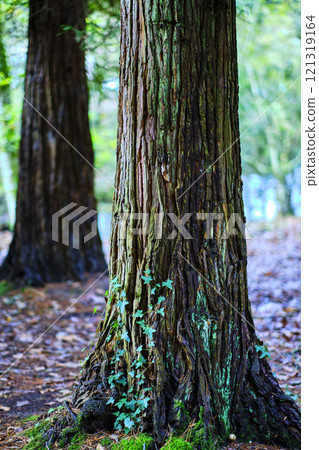 Close-up of cypress trunk in Ucieda forest, Cabuerniga Valley, Cantabria, Spain Close-up of cypress trunk in Ucieda forest, Cabuerniga Valley, Cantabria, Spain 121319164