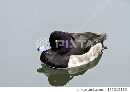 Anseriformes, Anatidae, Scaup genus, Tufted duck 121319183