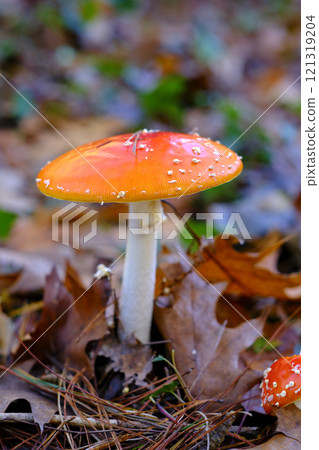 Amanita Muscaria or fly agaric Mushroom in an oak Forest. Amanita Muscaria or fly agaric Mushroom in an oak Forest. 121319204