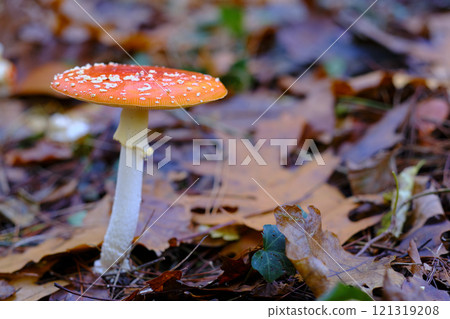 Amanita Muscaria or fly agaric Mushroom in an oak Forest. Amanita Muscaria or fly agaric Mushroom in an oak Forest. 121319208