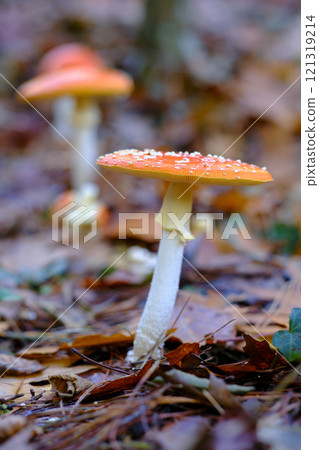 Amanita Muscaria or fly agaric Mushrooms in an oak Forest. Amanita Muscaria or fly agaric Mushrooms in an oak Forest. 121319214