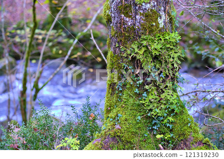 Lush Lichen on Mossy Tree in Cabuerniga valley, Cantabria, Spain. Lush Lichen on Mossy Tree in Cabuerniga valley, Cantabria, Spain. 121319230