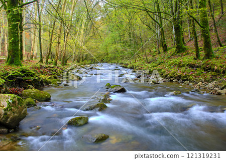Bayones River flowing through forest in Cabuerniga Valley, Cantabria, Spain. Bayones River flowing through forest in Cabuerniga Valley, Cantabria, Spain. 121319231