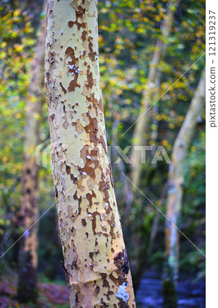Plane trees trunks in Ucieda forest, Cabuerniga Valley, Cantabria, Spain. Plane trees trunks in Ucieda forest, Cabuerniga Valley, Cantabria, Spain. 121319237