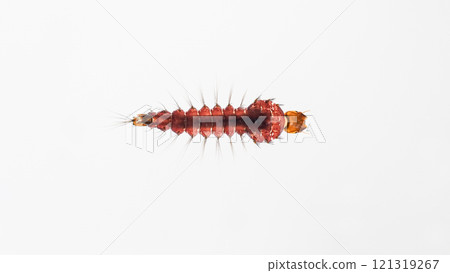 Close-Up of toxorhynchites Mosquito Larva on White Background - Perfect for educational materials, scientific presentations, or biology-related visuals. 121319267