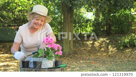 Senior woman gardening in garden on a sunny day 121319970