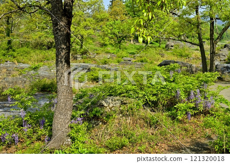 Wisteria blooming on the Nagatoro Rock Beds 121320018
