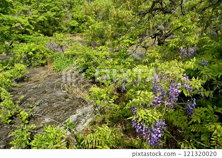 Wisteria blooming on the Nagatoro Rock Beds 121320020