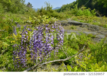 Wisteria blooming on the Nagatoro Rock Beds Wisteria blooming on the Nagatoro Rock Beds 121320057