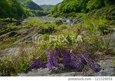 Wisteria blooming on the Nagatoro Rock Beds Wisteria blooming on the Nagatoro Rock Beds 121320058