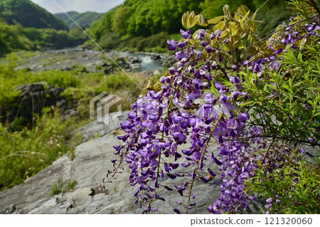 長瀞岩榻上盛開的野藤 121320060