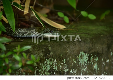 覺醒的青大將 121320099